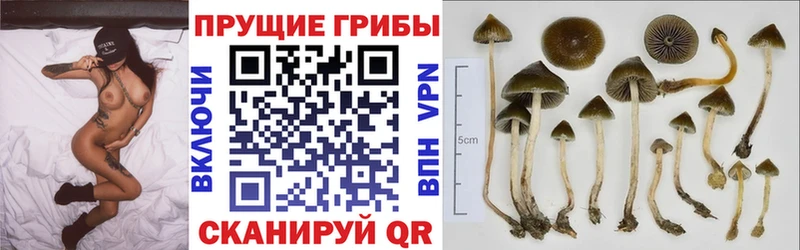 Псилоцибиновые грибы мицелий  Красноперекопск 